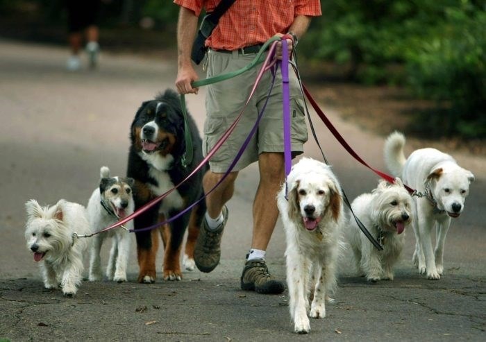 Выгул собак на придомовой территории: закон
